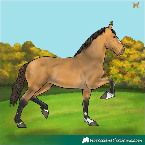 Horse Color:Buckskin 