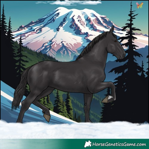Horse Color:Smoky Black