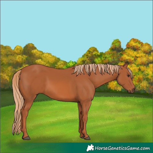 Horse Color:Chestnut 