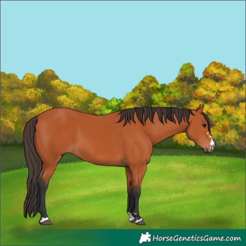 Horse Color:Bay 