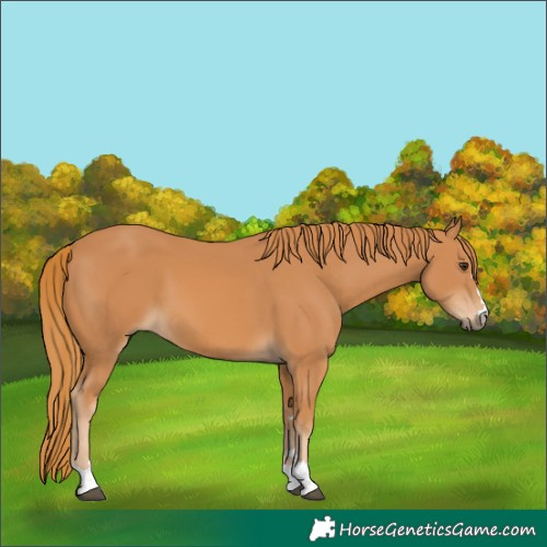 Horse Color:Chestnut 