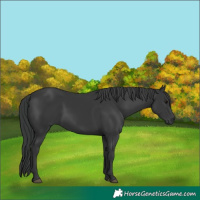 Horse Color:Black 