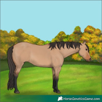 Horse Color:Bay Dun