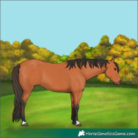 Horse Color:Bay 