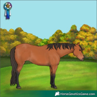 Horse Color:Bay 