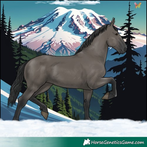 Horse Color:Grullo