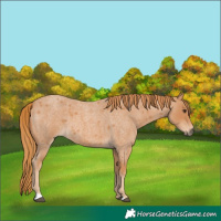 Horse Color:Red Roan 