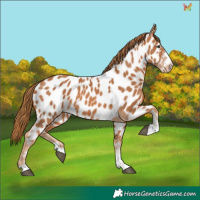 Horse Color:Chestnut Appaloosa 