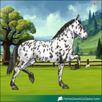 Horse Color:Liver Chestnut Appaloosa 