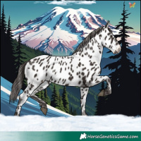 Horse Color:Liver Chestnut Near Leopard 