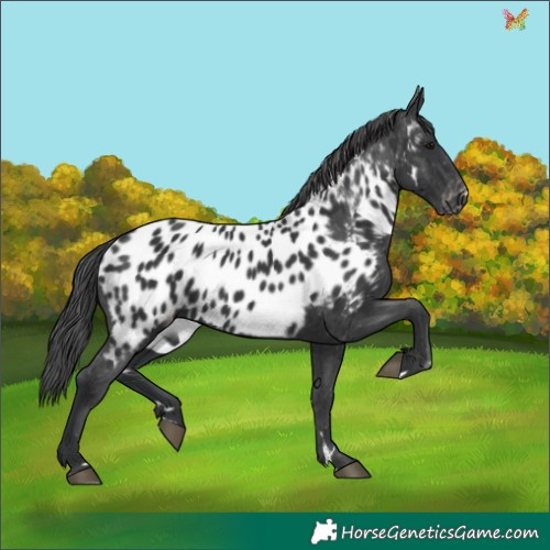 Horse Color:Black Appaloosa 