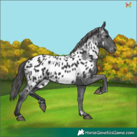 Horse Color:Black Appaloosa