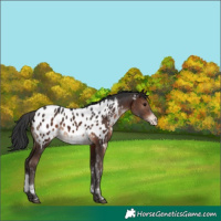Horse Color:Brown Tobiano Appaloosa 