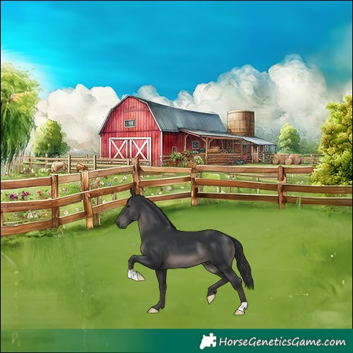 Horse Color:Black 