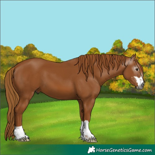Horse Color:Gray Chestnut 