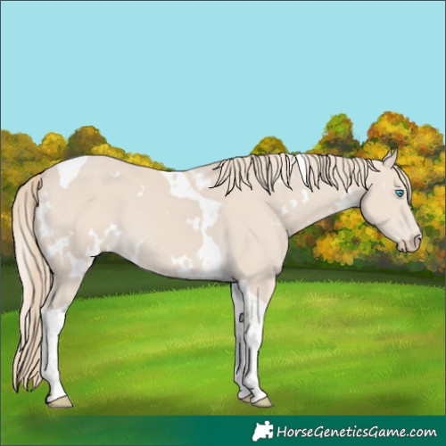 Horse Color:White Spotted Smoky Creme Tobiano