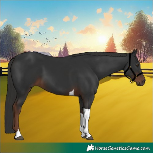 Horse Color:Liver Chestnut Tobiano 