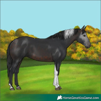 Horse Color:Brown Tobiano 