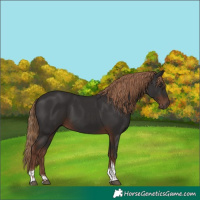 Horse Color:Liver Chestnut Tobiano 