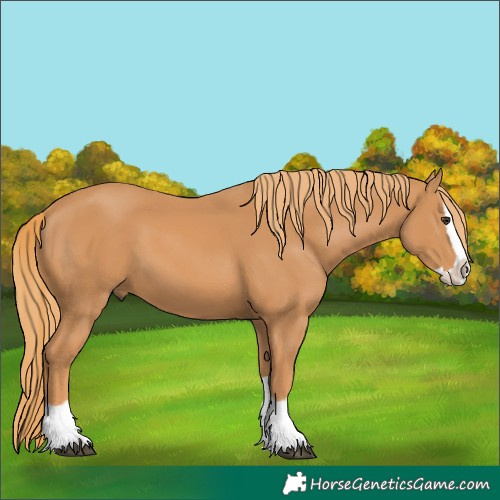 Horse Color:Chestnut Splash 