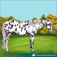 Horse Color:Liver Chestnut Tobiano Skewed Appaloosa 
