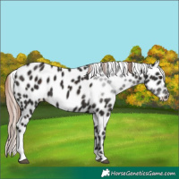 Horse Color:Liver Chestnut Tobiano Skewed Appaloosa 