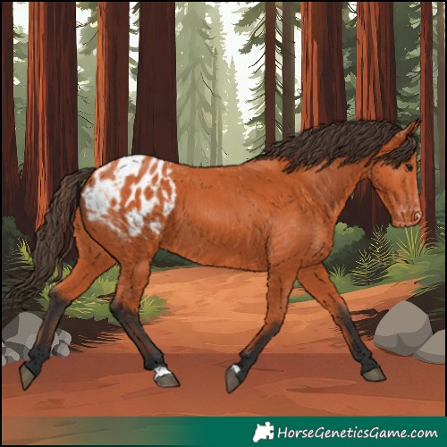 Horse Color:Bay Appaloosa 