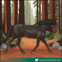 Horse Color:Liver Chestnut 
