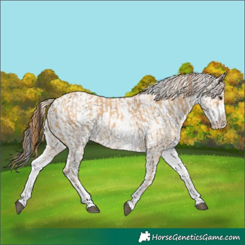 Horse Color:White Spotted Red Dun Rabicano  and White Spotted Bay Dun Rabicano 