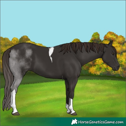 Horse Color:Liver Chestnut Tobiano 