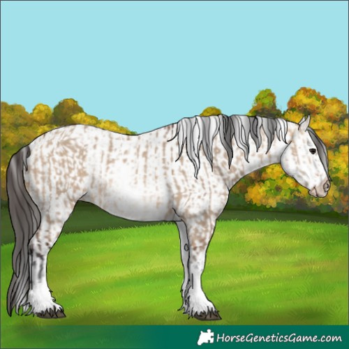 Horse Color:White Spotted Bay Dun Rabicano  and White Spotted Bay Dun Rabicano 