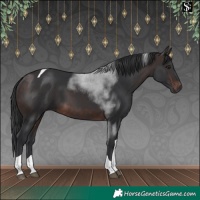 Horse Color:Brown Tobiano