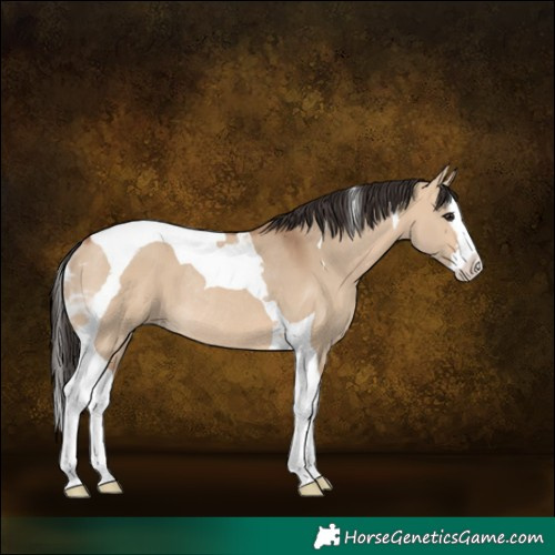 Horse Color:Bay Dun Splash Tobiano Rabicano 