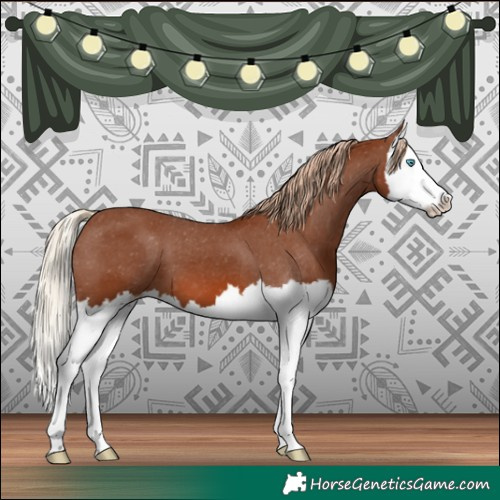 Horse Color:Chestnut Splash Appaloosa 