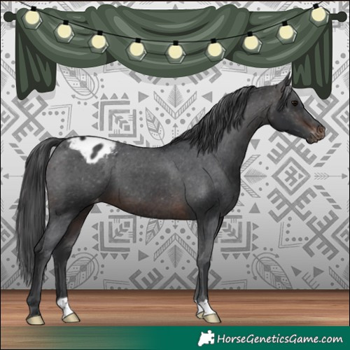 Horse Color:Brown Appaloosa 