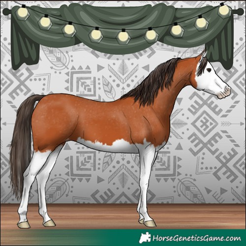 Horse Color:Bay Splash Appaloosa 