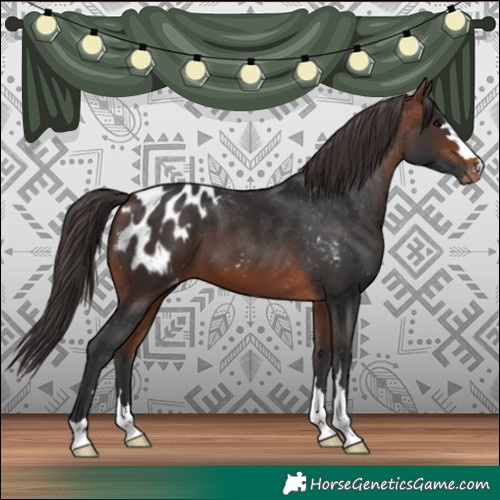 Horse Color:Bay Appaloosa 