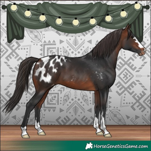Horse Color:Bay Blanket 