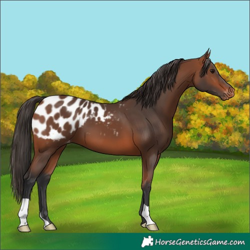 Horse Color:Bay Appaloosa