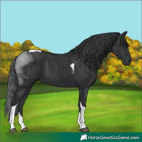 Horse Color:Black Tobiano 