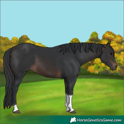 Horse Color:Brown Tobiano 