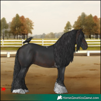 Horse Color:Brown Tobiano 