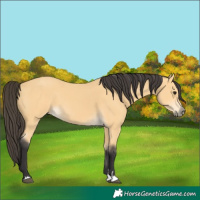 Horse Color:Buckskin 