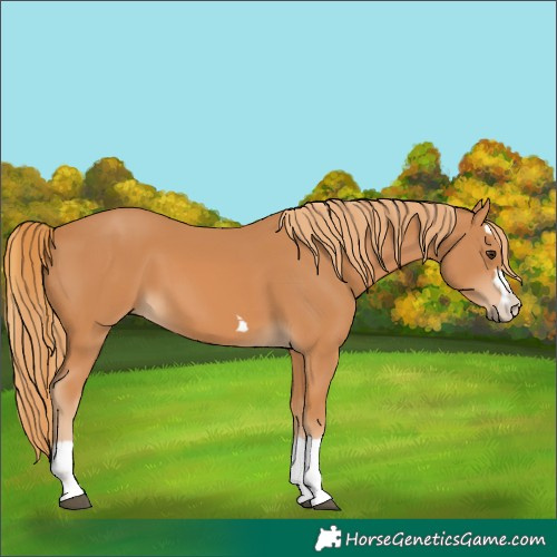 Horse Color:Chestnut 
