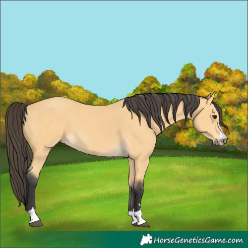 Horse Color:Buckskin 