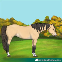 Horse Color:Buckskin