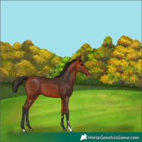 Horse Color:Bay 