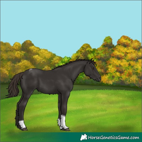 Horse Color:Liver Chestnut Tobiano 