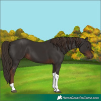 Horse Color:Liver Chestnut Tobiano 