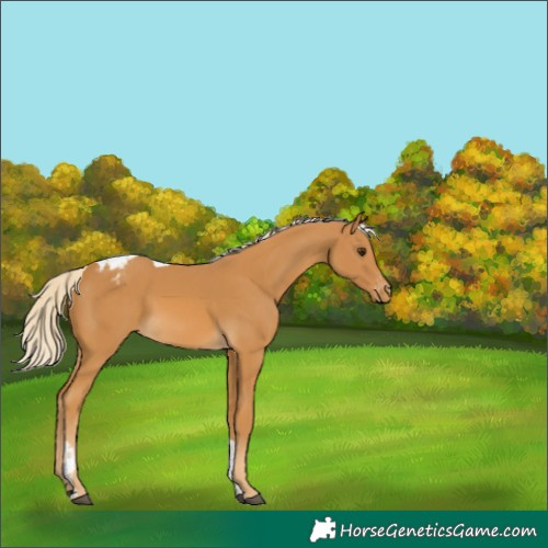 Horse Color:Unknown 